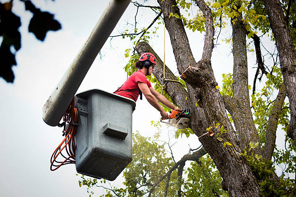 Best Best Tree Removal Services  in Farngton, MI